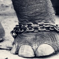 Chained