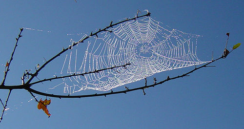 Spider_web